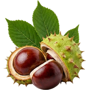 Castaño de Indias