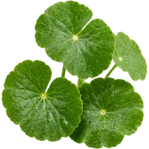 Centella asiática