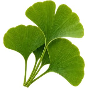 Ginkgo biloba