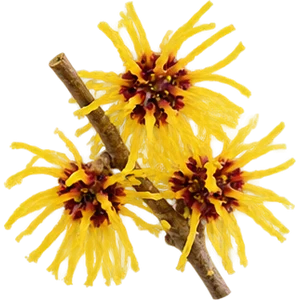 Hamamelis